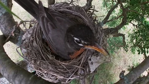 Robin Bird Stock Footage 229527670
