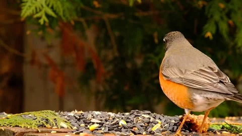 Robin Bird Video stock 229527686