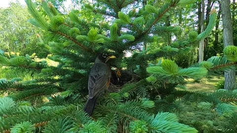 Robin Bird Stock Footage 229527688