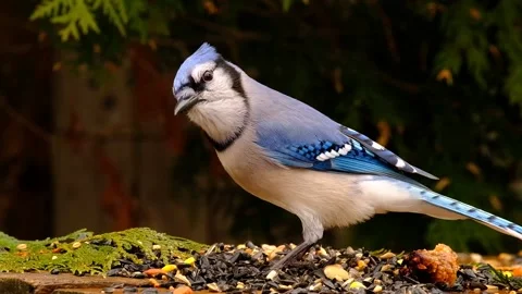 Robin Bird Stock Footage 229527689