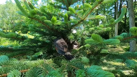 Robin Bird Video stock 229527715