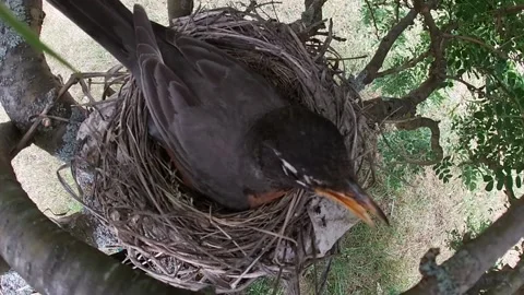 Robin Bird Stock Footage 229527730