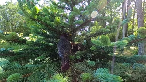 Robin Bird Stock Footage 229527746