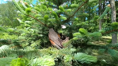 Robin Bird Stock Footage 229527776