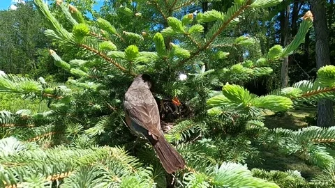 Robin Bird Stock Footage 229527778
