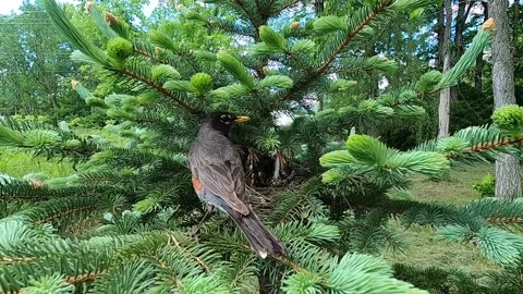 Robin Bird Stock Footage 229527792