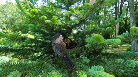 Robin Bird Stock Footage 229527804