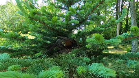 Robin Bird Stock Footage 229527806