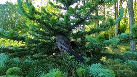 Robin Bird Stock Footage 229527815