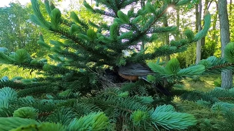 Robin Bird Video stock 229527824