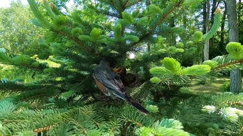 Robin Bird Stock Footage 229527843