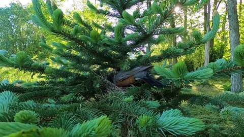 Robin Bird Stock Footage 229527845