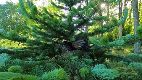 Robin Bird Stock Footage 229527856