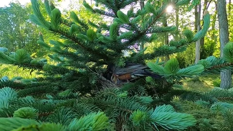 Robin Bird Stock Footage 229527862