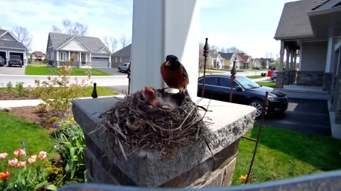 Robin Bird Stock Footage 229527879