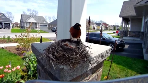 Robin Bird Stock Footage 229527881