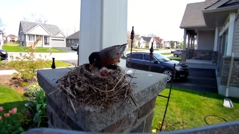 Robin Bird Stock Footage 229527889