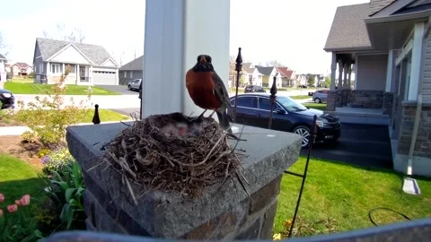 Robin Bird Stock Footage 229527898