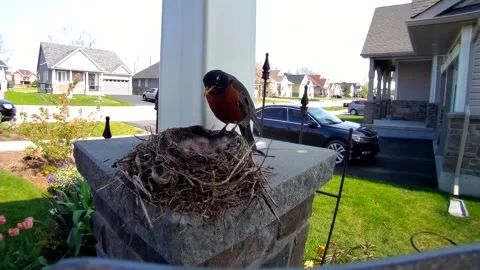 Robin Bird Stock Footage 229527900