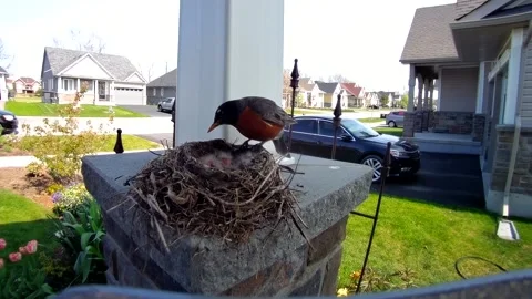 Robin Bird Stock Footage 229527902