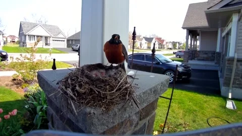 Robin Bird Stock Footage 229527905