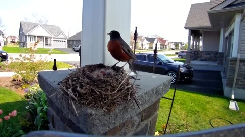 Robin Bird Stock Footage 229527916
