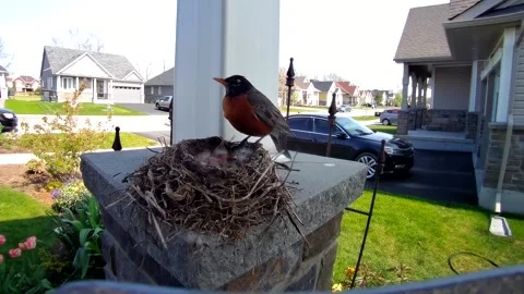 Robin Bird Stock Footage 229527917