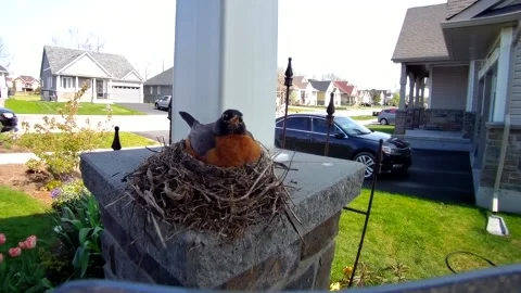 Robin Bird Stock Footage 229527925