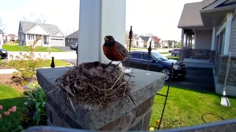 Robin Bird Stock Footage 229527926