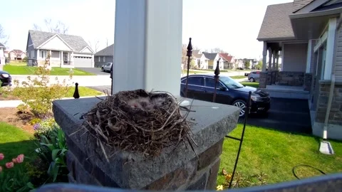 Robin Bird Video stock 229527927