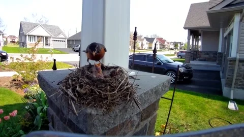 Robin Bird Stock Footage 229527931