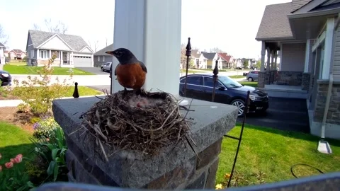 Robin Bird Stock Footage 229527935