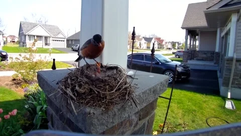 Robin Bird Stock Footage 229527941