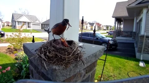 Robin Bird Stock Footage 229527942