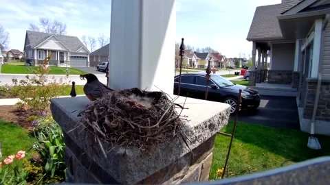 Robin Bird Stock Footage 229527943