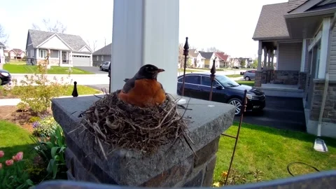 Robin Bird Stock Footage 229527952