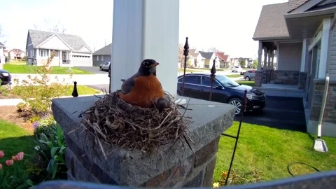 Robin Bird Stock Footage 229527957