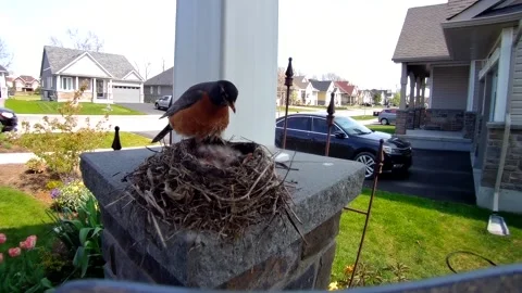 Robin Bird Stock Footage 229527958
