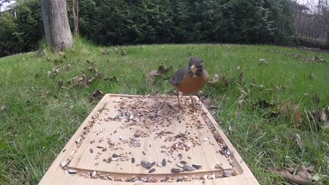 Robin Bird Stock Footage 229527959