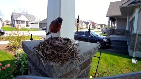 Robin Bird Video stock 229527964