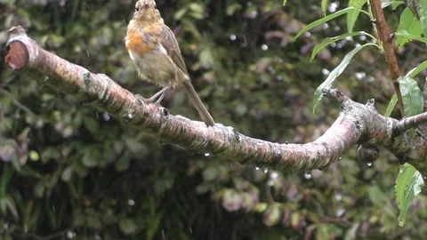 Robin Bird Stock Footage 229699003