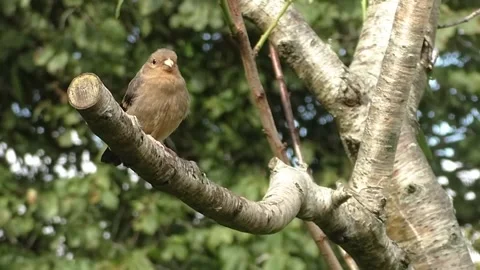 Robin Bird Video stock 229699818