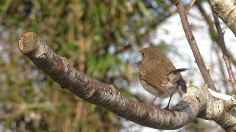 Robin Bird Video stock 229700315
