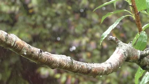 Robin Bird Stock Footage 229773099