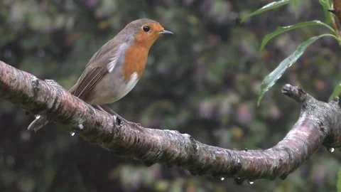 Robin Bird 库存影片 229773100