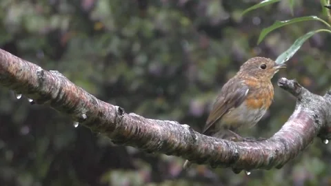 Robin Bird Stock Footage 229773132