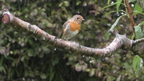 Robin Bird Stock Footage 229773133