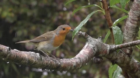 Robin Bird Stock Footage 229773163