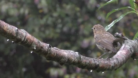Robin Bird Stock Footage 229773180