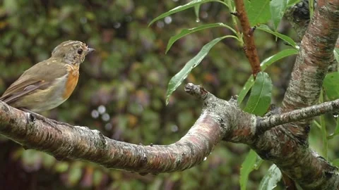 Robin Bird Stock Footage 229773198